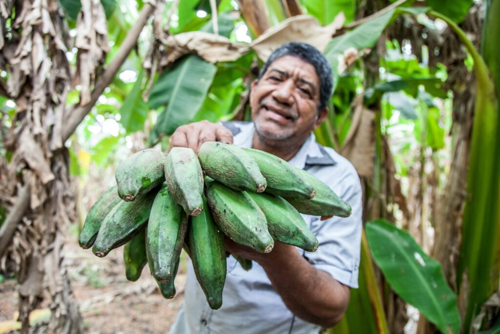 A smiling farmer proudly shows fresh green plantains in a lush Colombian plantation.